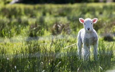 Reformer Workshop: Get a Spring in your Step